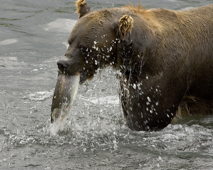 Brown Bear Feeding on Salmon 1