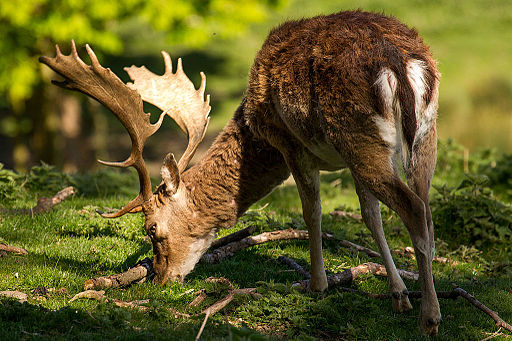 Fallow buck deer with palmate antlers in sunlight