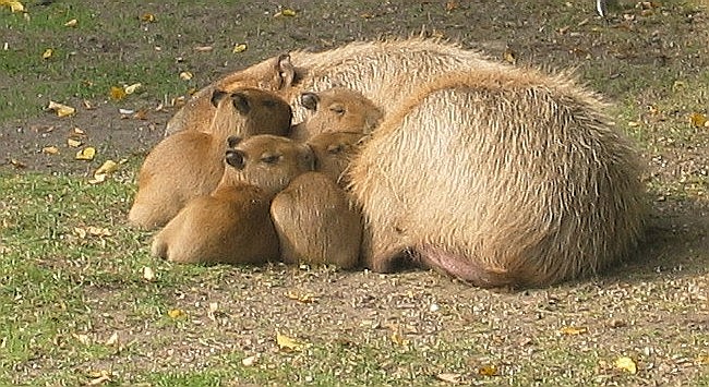 Young capybaras