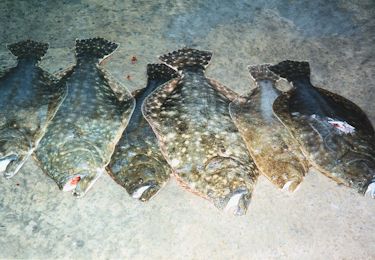 a pile of flounder