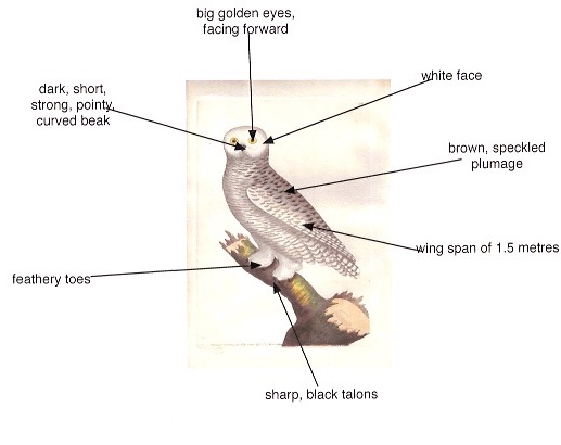 diagram of snowy owl