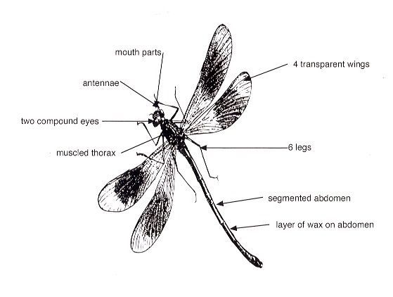 dragonfly scan