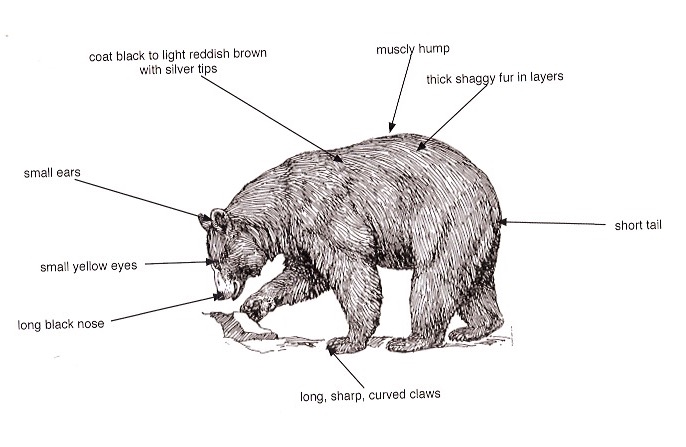 labelled bear diagram