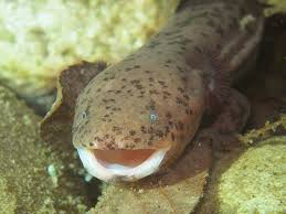 salamander pic