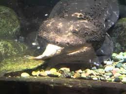 salmander fish
