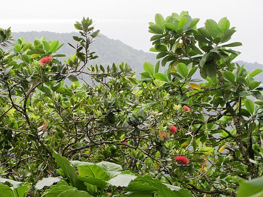 totara trees